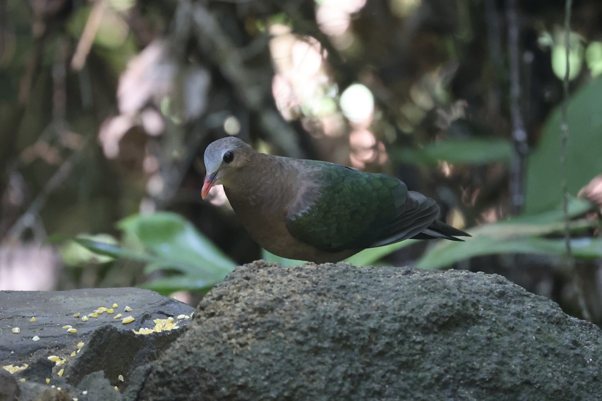 Asian Emerald Dove - ML610889984