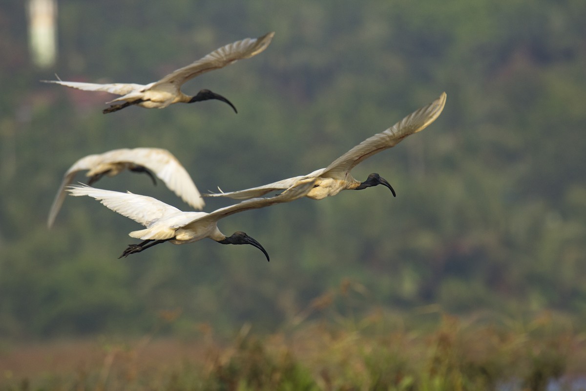 Black-headed Ibis - ML610890017