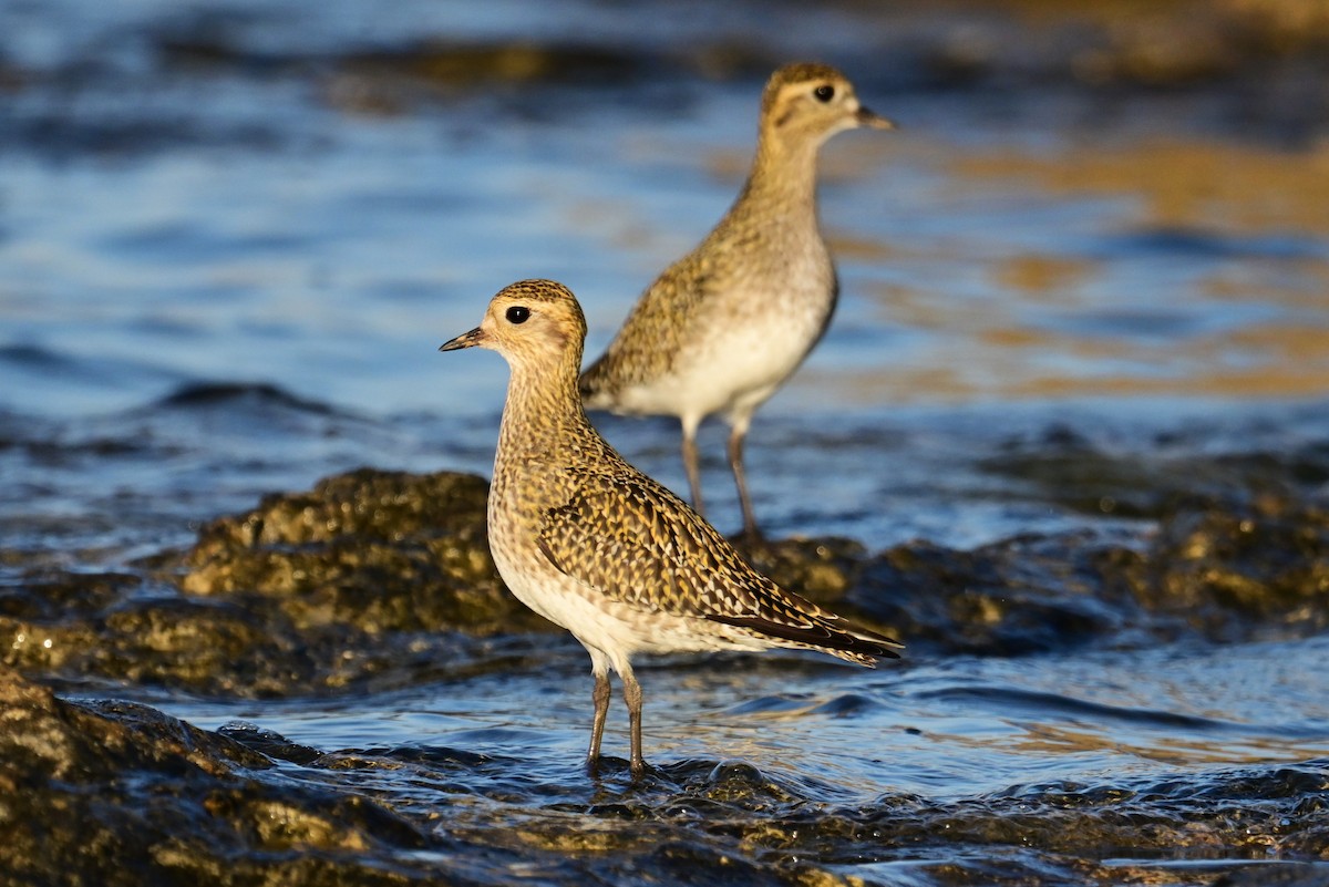 European Golden-Plover - ML610890234