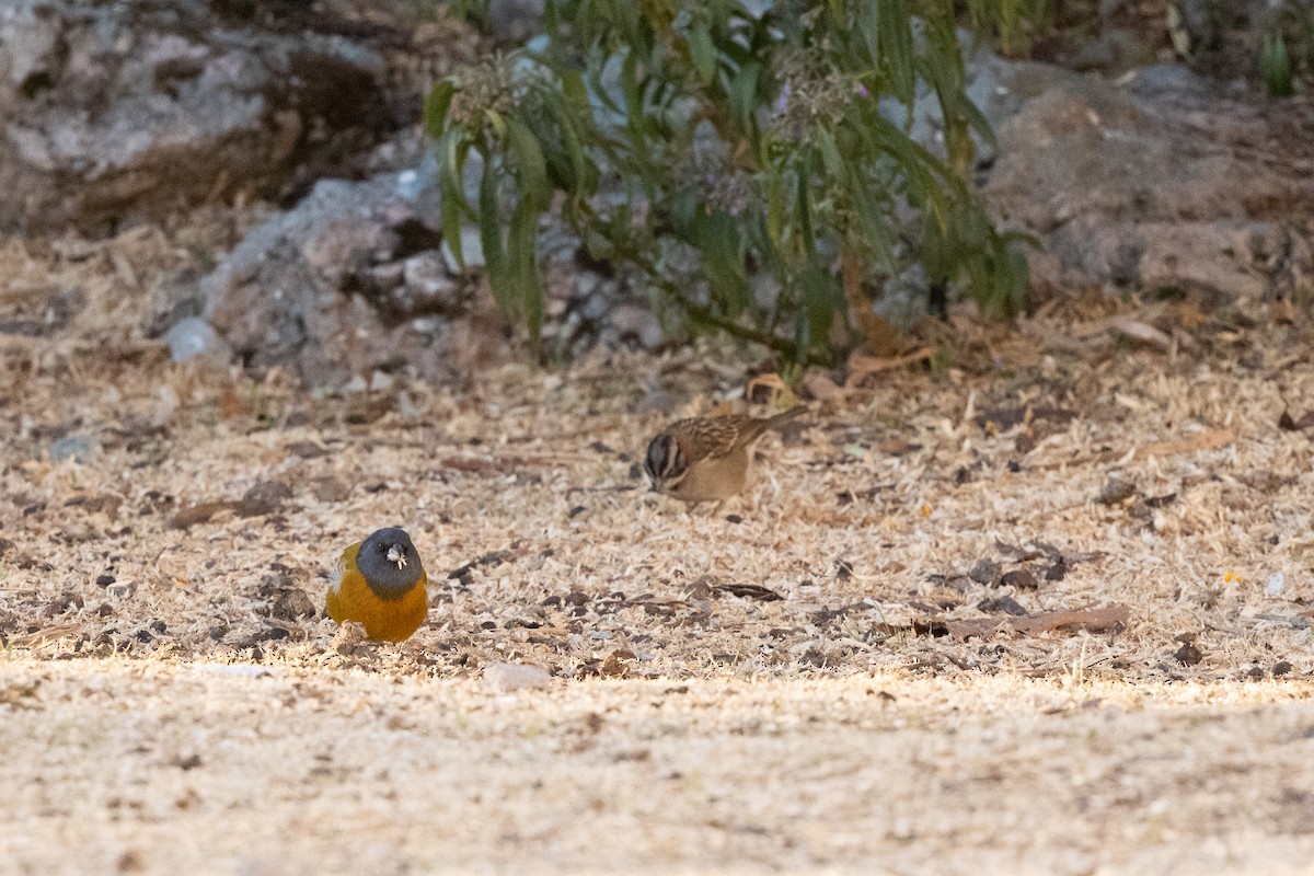 Rufous-collared Sparrow - ML610890286