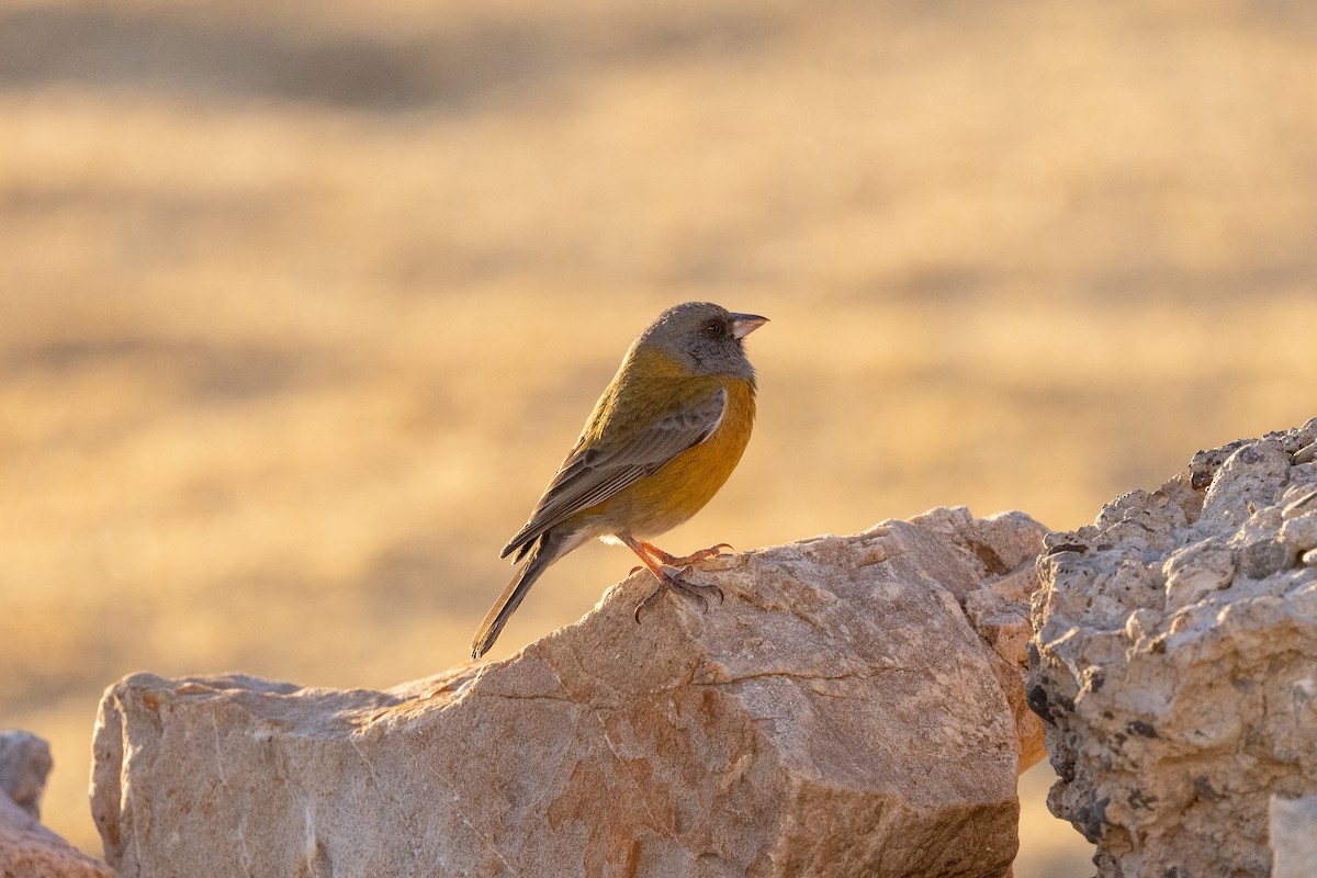 Peruvian Sierra Finch - ML610890287