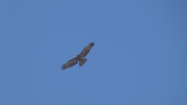 Oriental Honey-buzzard - ML610890323