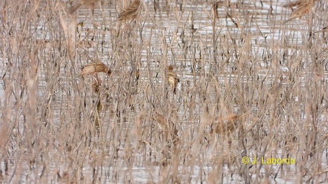 Corn Bunting - ML610890329