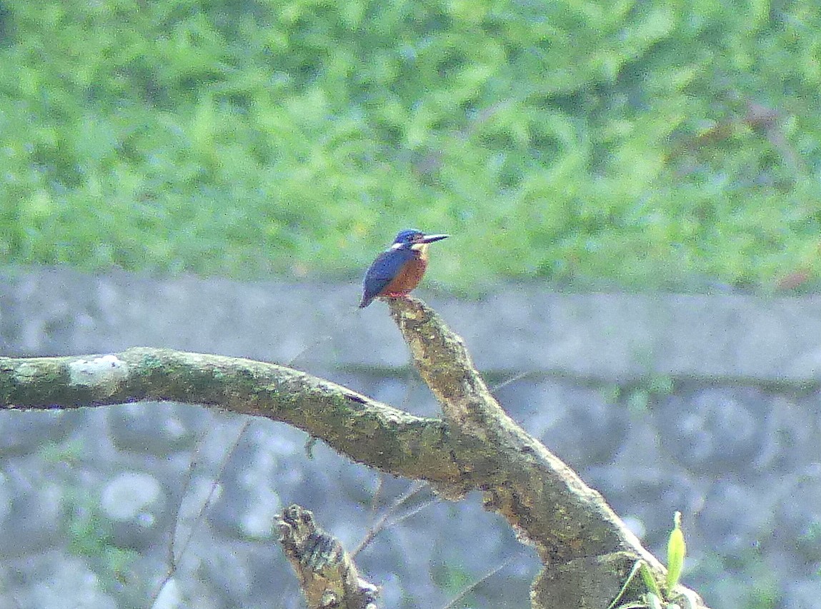 Blue-eared Kingfisher - ML610890355