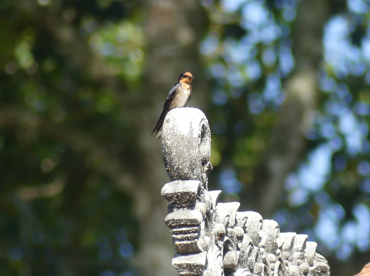 Pacific Swallow (Pacific) - ML610890360