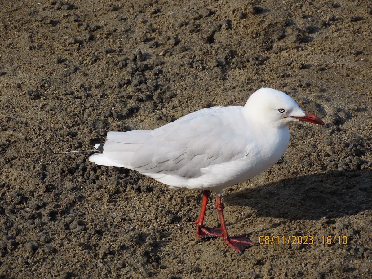 Silver Gull - ML610890442