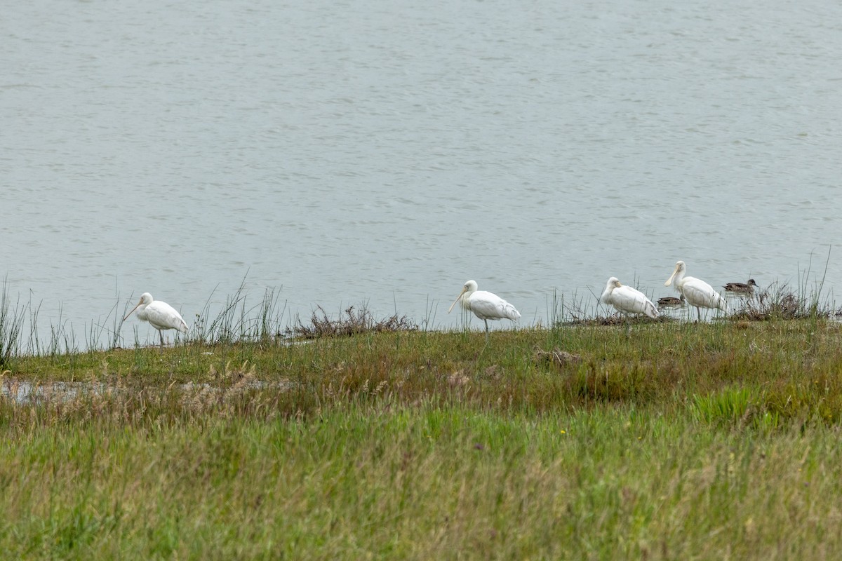 Yellow-billed Spoonbill - ML610890448