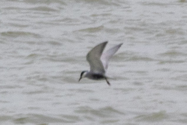 Whiskered Tern - ML610890454