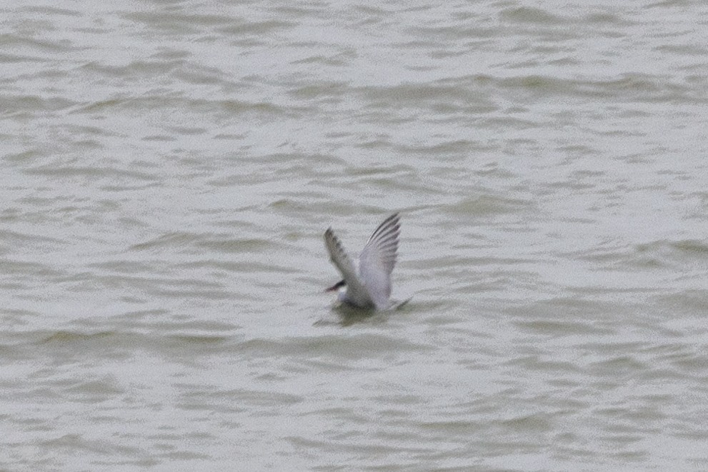 Whiskered Tern - ML610890455