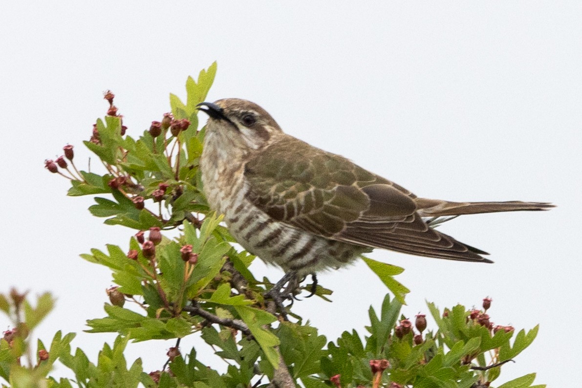 Horsfield's Bronze-Cuckoo - ML610890467