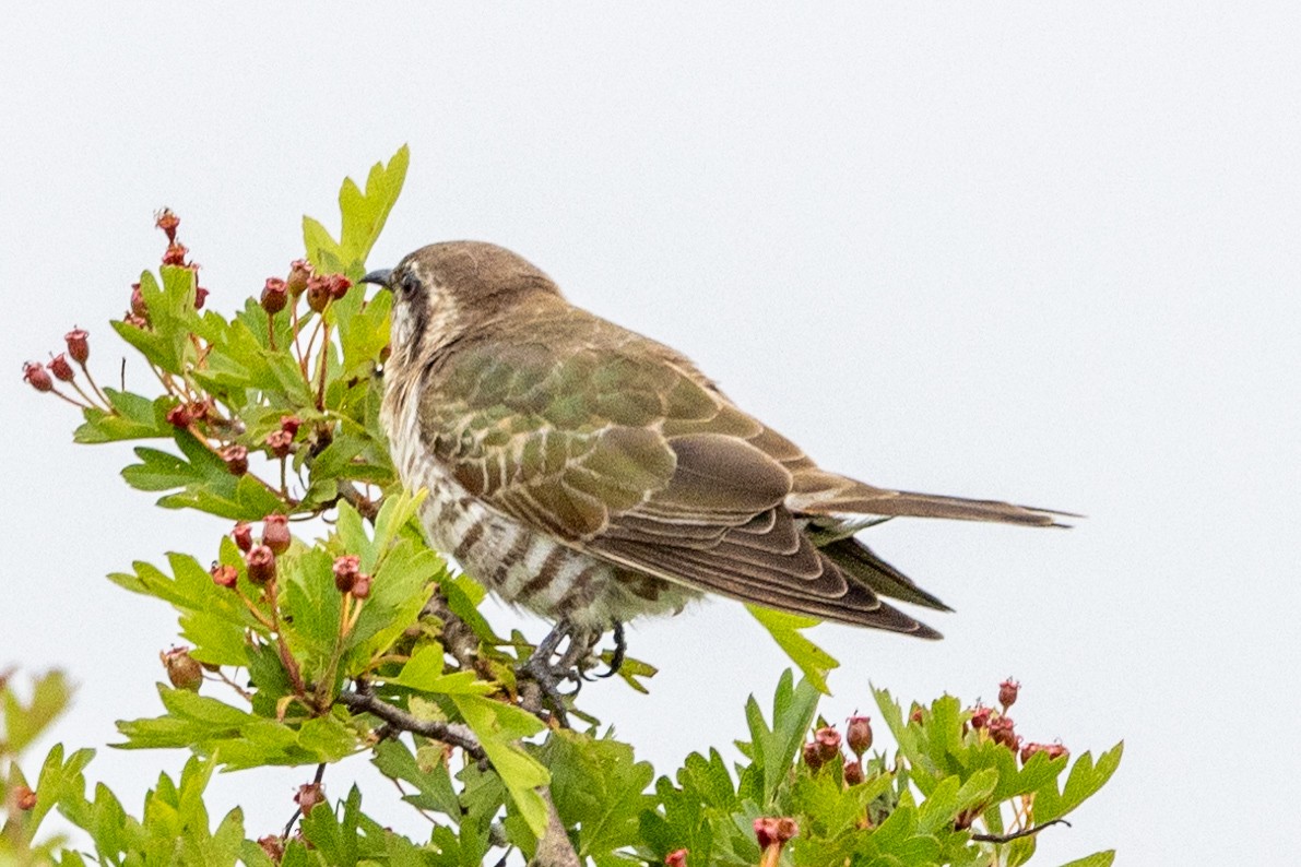 Horsfield's Bronze-Cuckoo - ML610890468