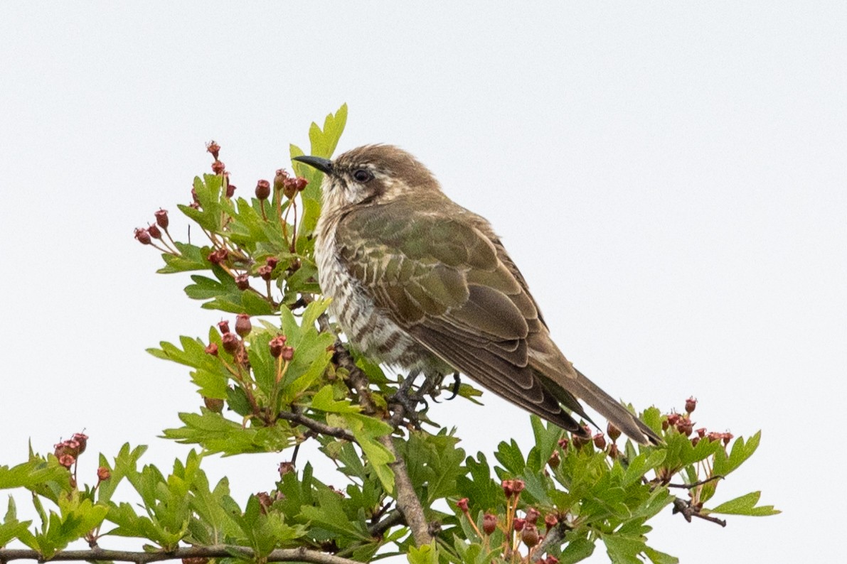 Horsfield's Bronze-Cuckoo - ML610890469