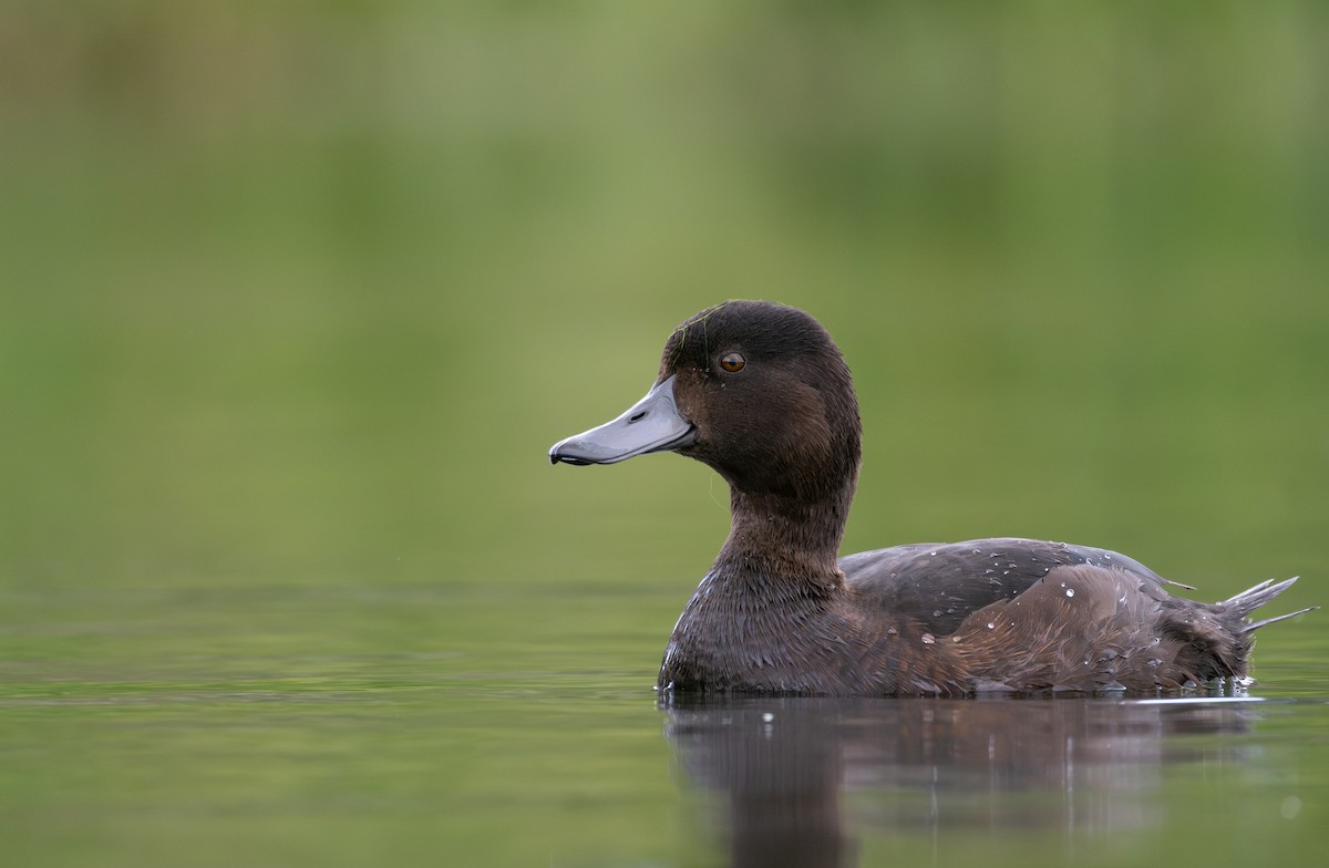 New Zealand Scaup - ML610890635