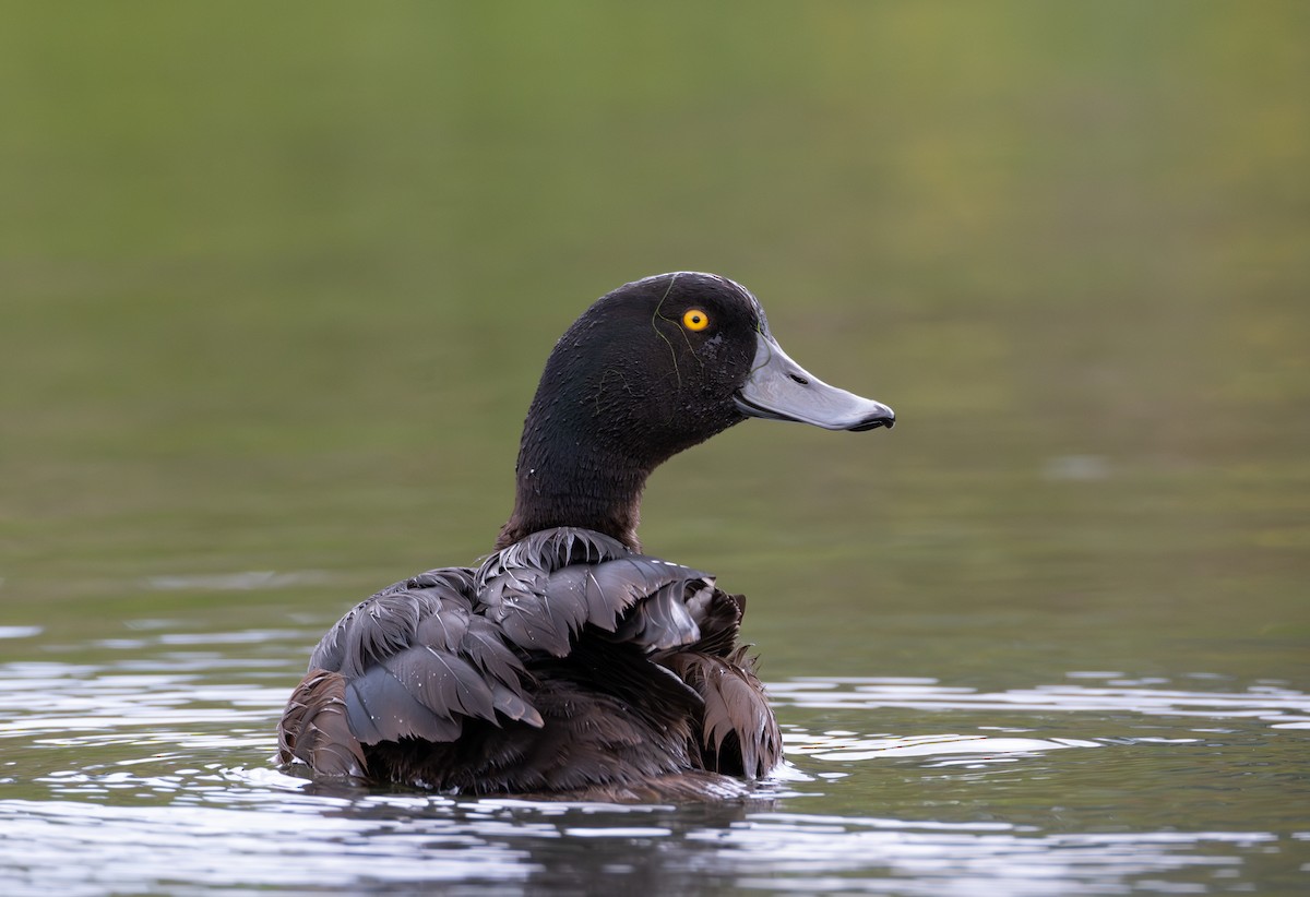 New Zealand Scaup - ML610890652