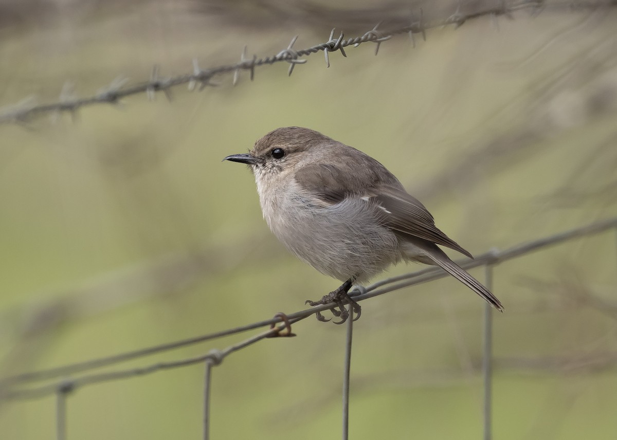 Dusky Robin - Martin Allen