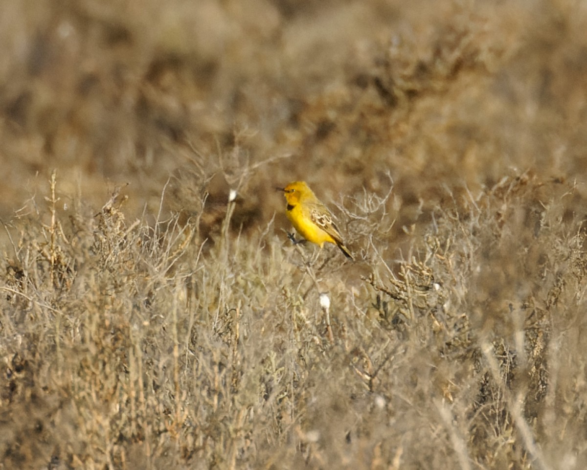 Eptianuro Amarillo - ML610890782