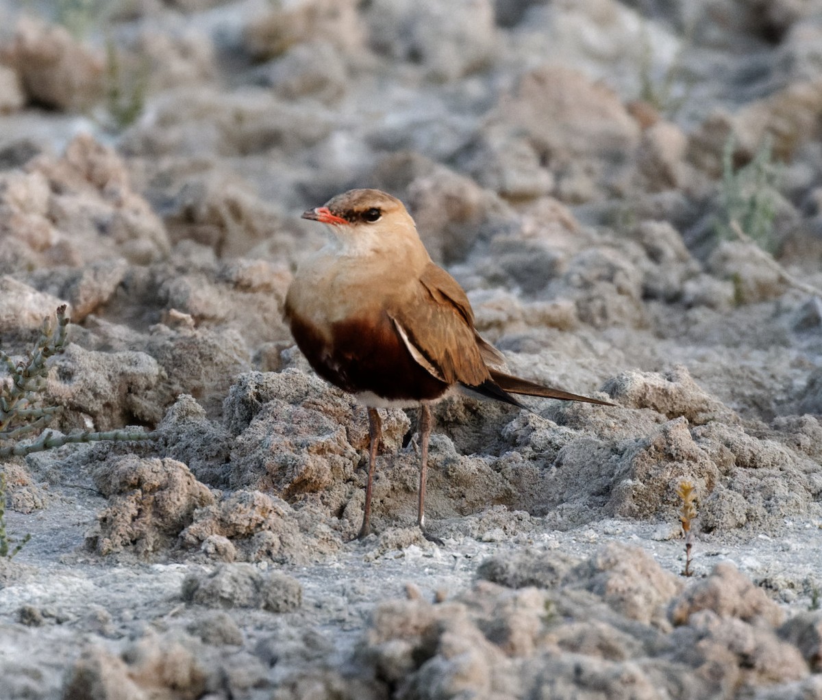 Australian Pratincole - ML610890784