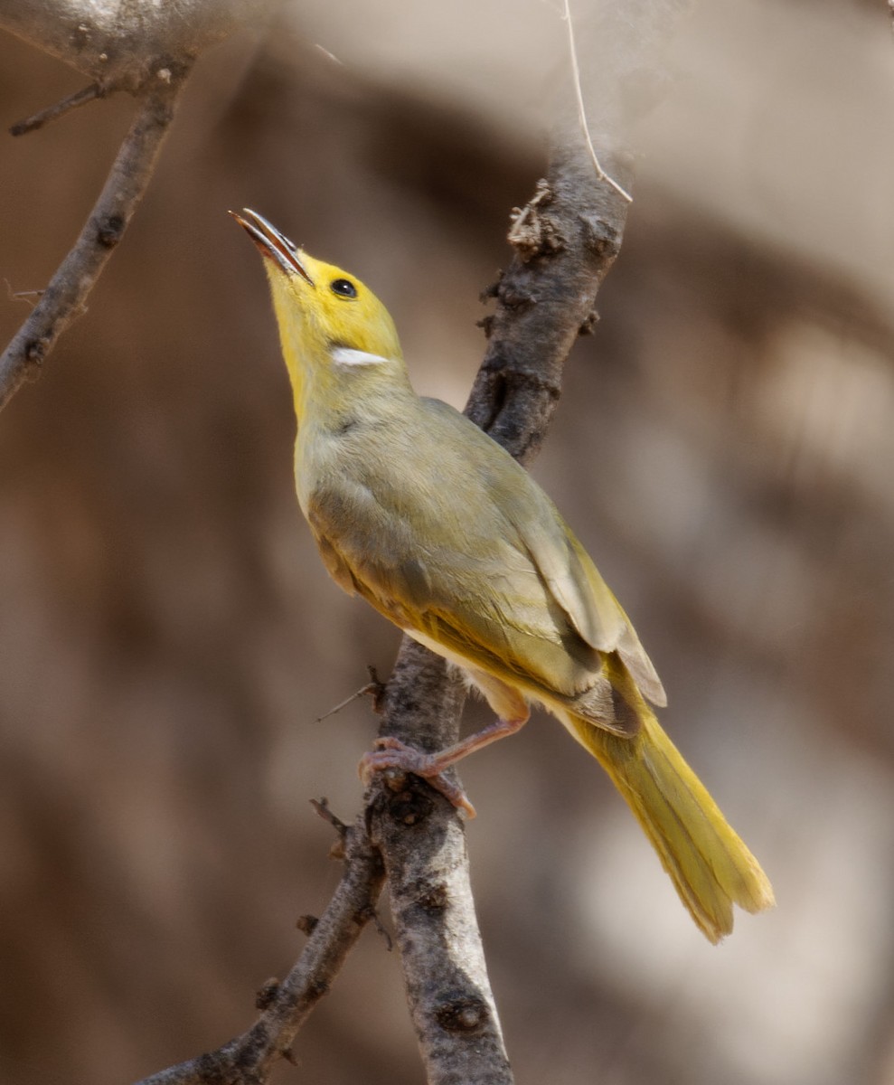 White-plumed Honeyeater - Peter Bennet