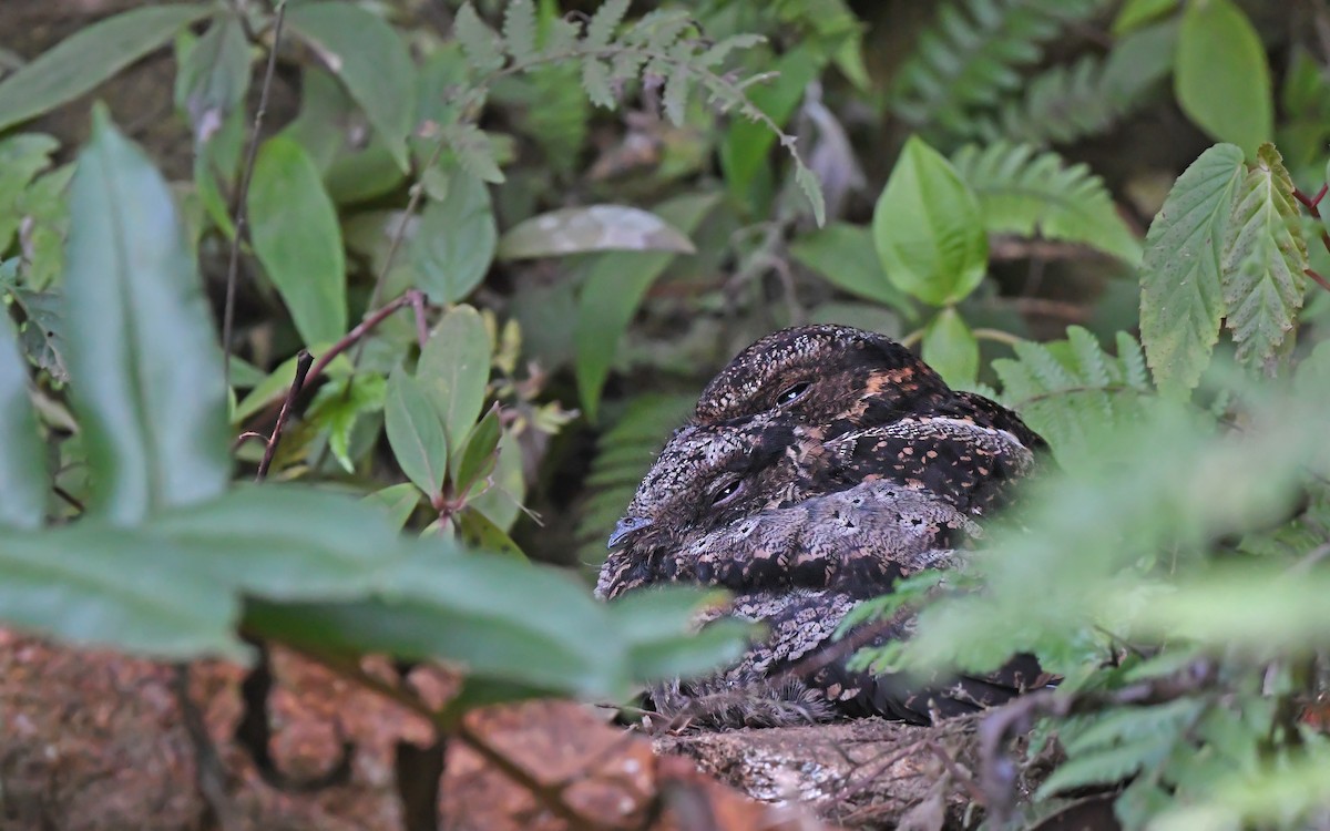 Lyre-tailed Nightjar - ML610890807