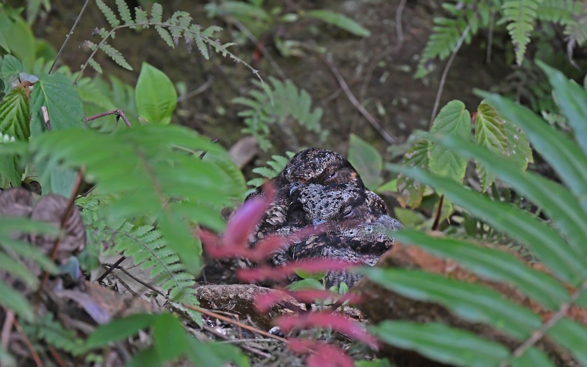 Lyre-tailed Nightjar - ML610890808