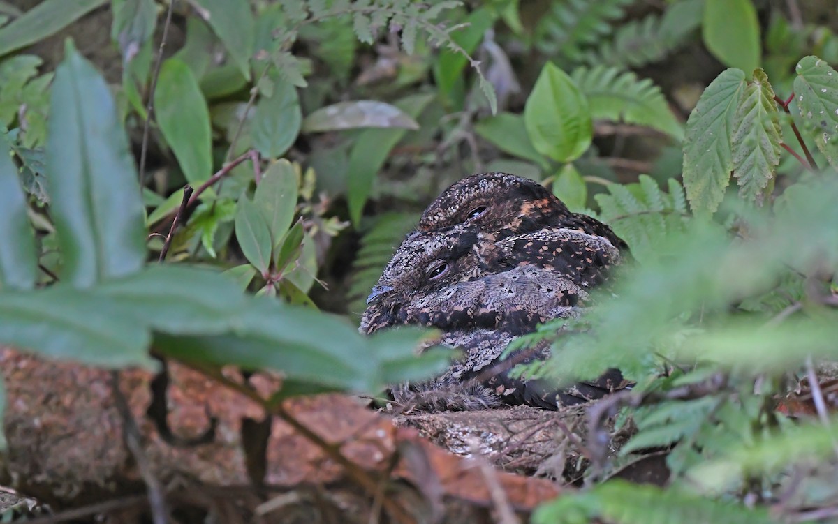 Lyre-tailed Nightjar - ML610890811