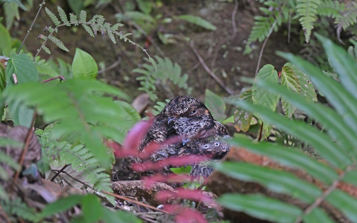 Lyre-tailed Nightjar - ML610890813