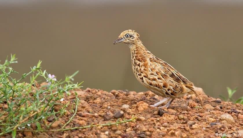 Small Buttonquail - ML610890827