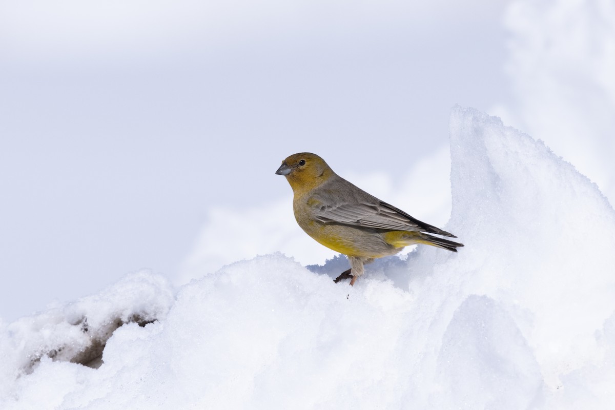 Greater Yellow-Finch - Nige Hartley