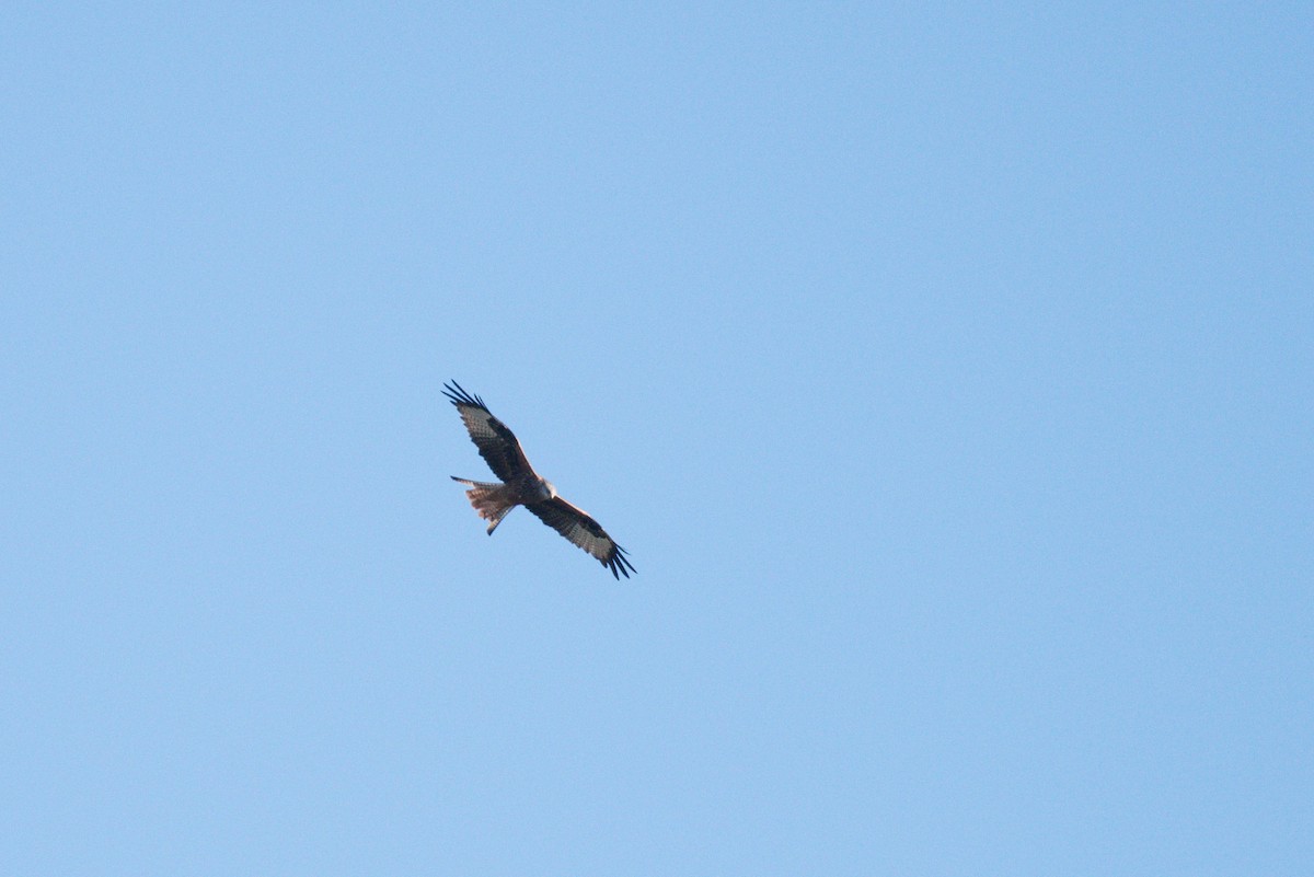 Red Kite - Jugdernamjil Nergui