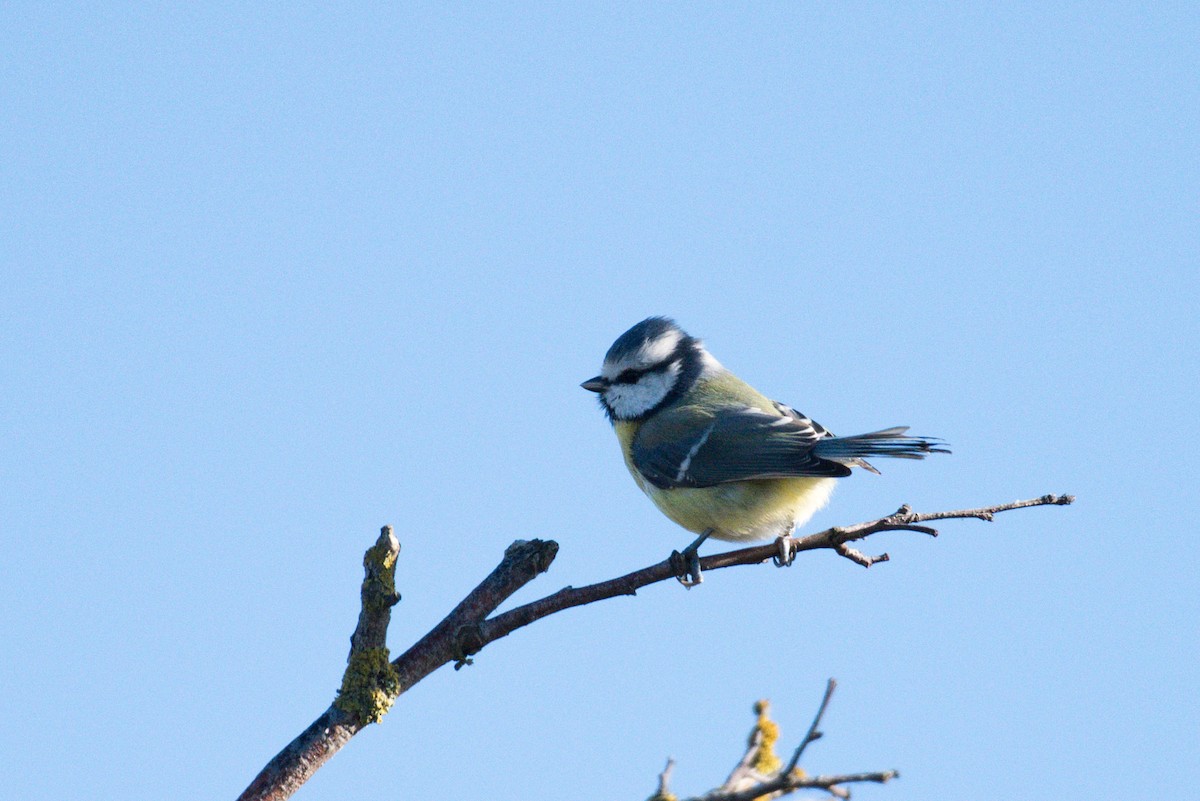 Eurasian Blue Tit - Jugdernamjil Nergui