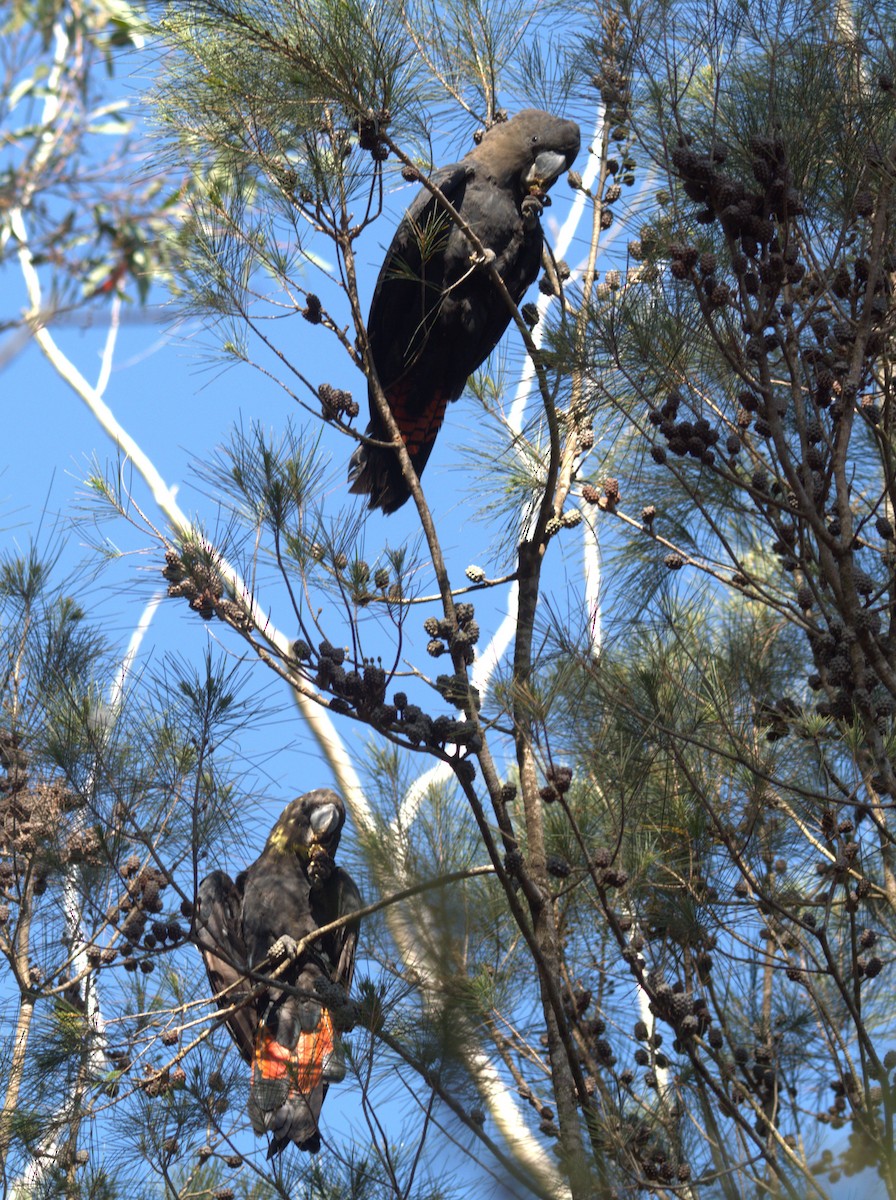 Cacatúa Lustrosa - ML610890965