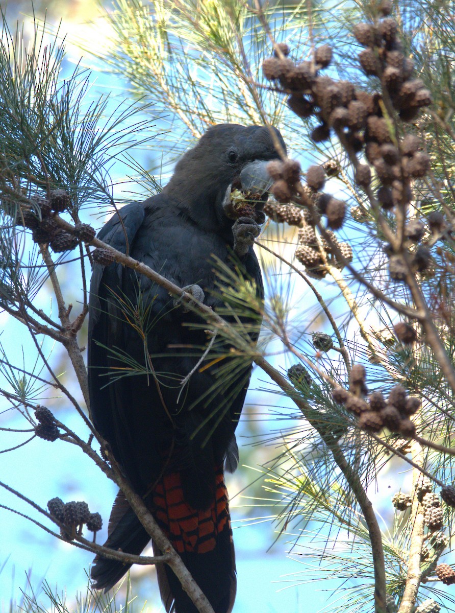 Cacatúa Lustrosa - ML610890969