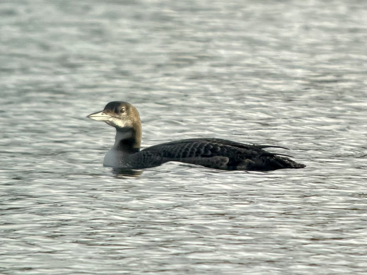 Common Loon - Robin Wittrien