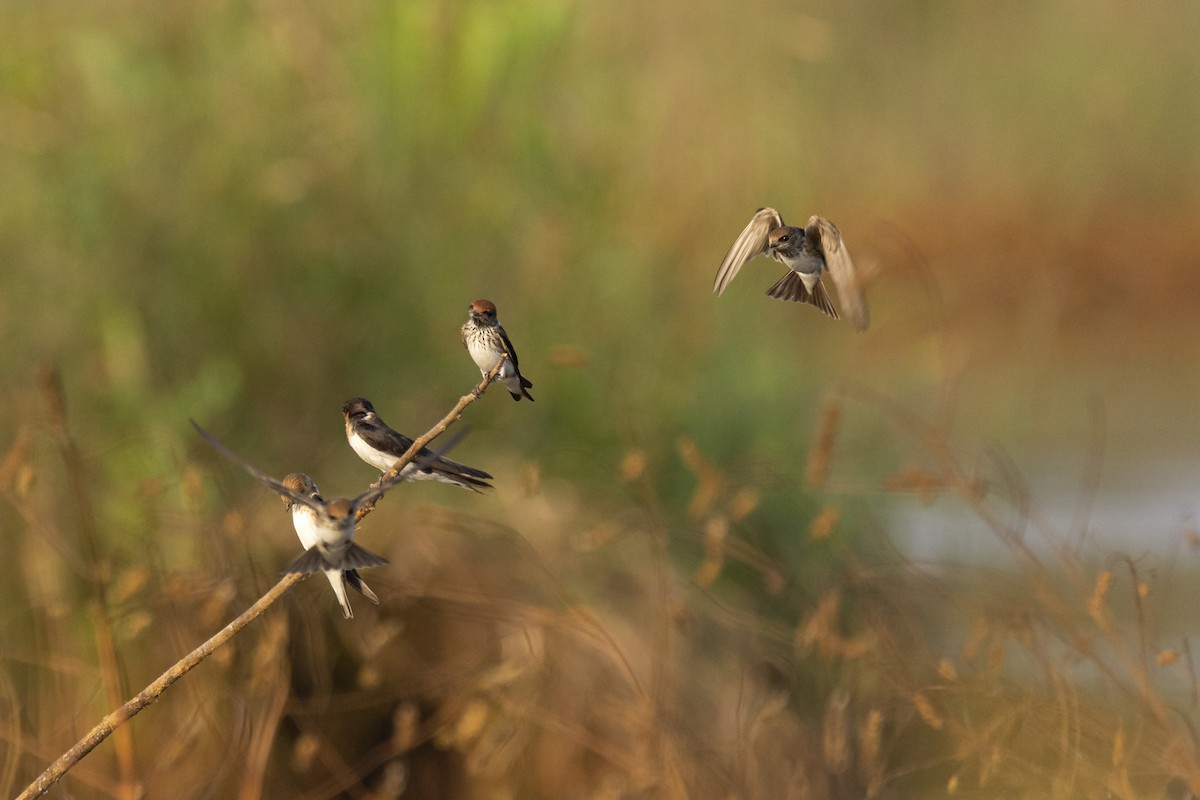 Streak-throated Swallow - ML610890985