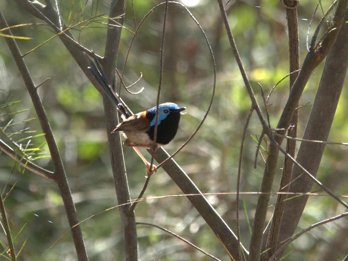 Variegated Fairywren - ML610890986