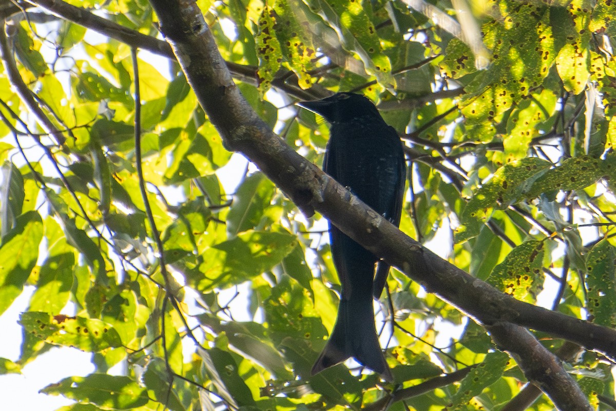 Drongo à gros bec - ML610890992