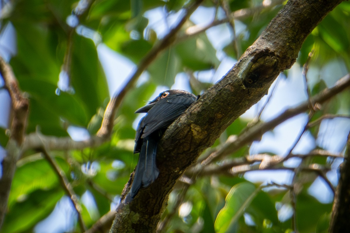 Drongo à gros bec - ML610890993