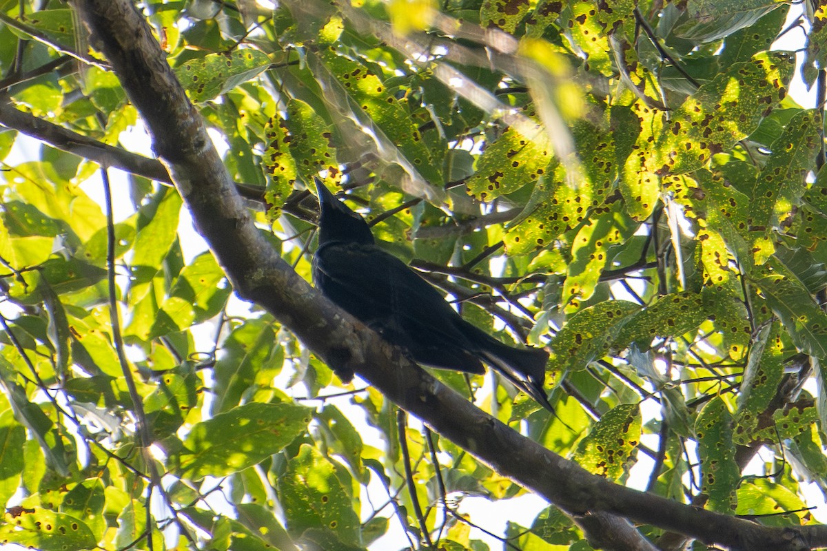 Drongo à gros bec - ML610890994