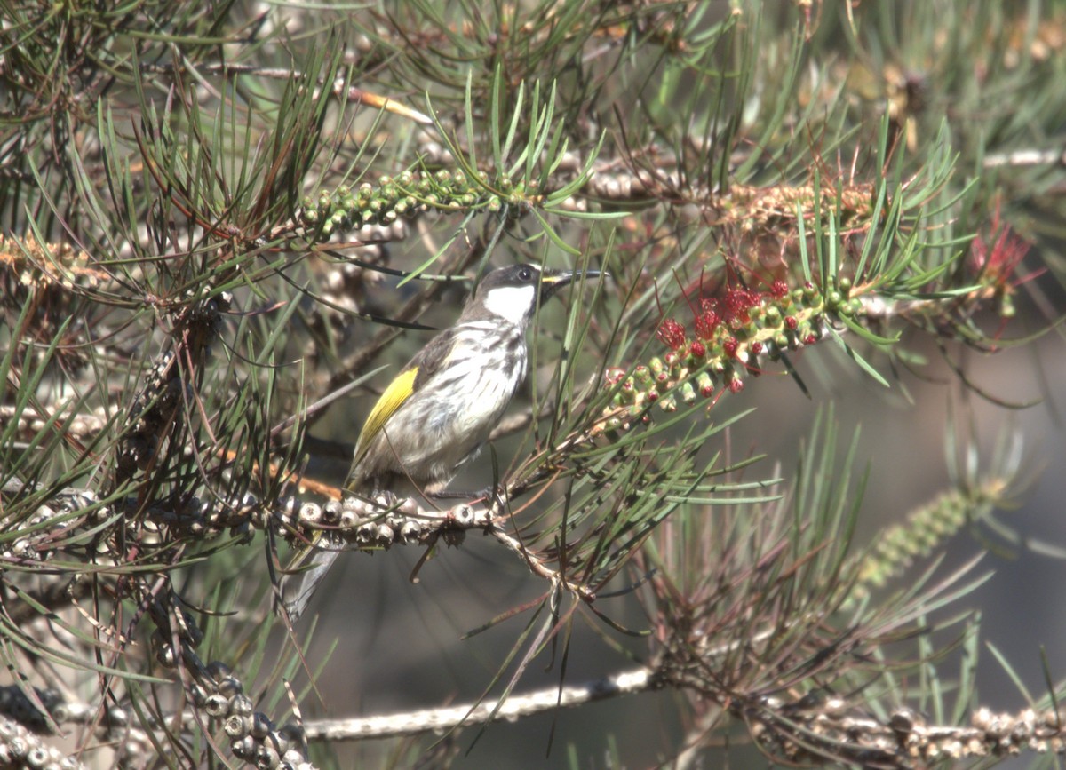 White-cheeked Honeyeater - hannah deau