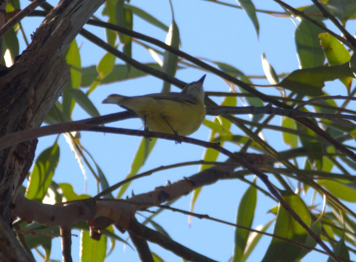 White-throated Gerygone - ML610891005