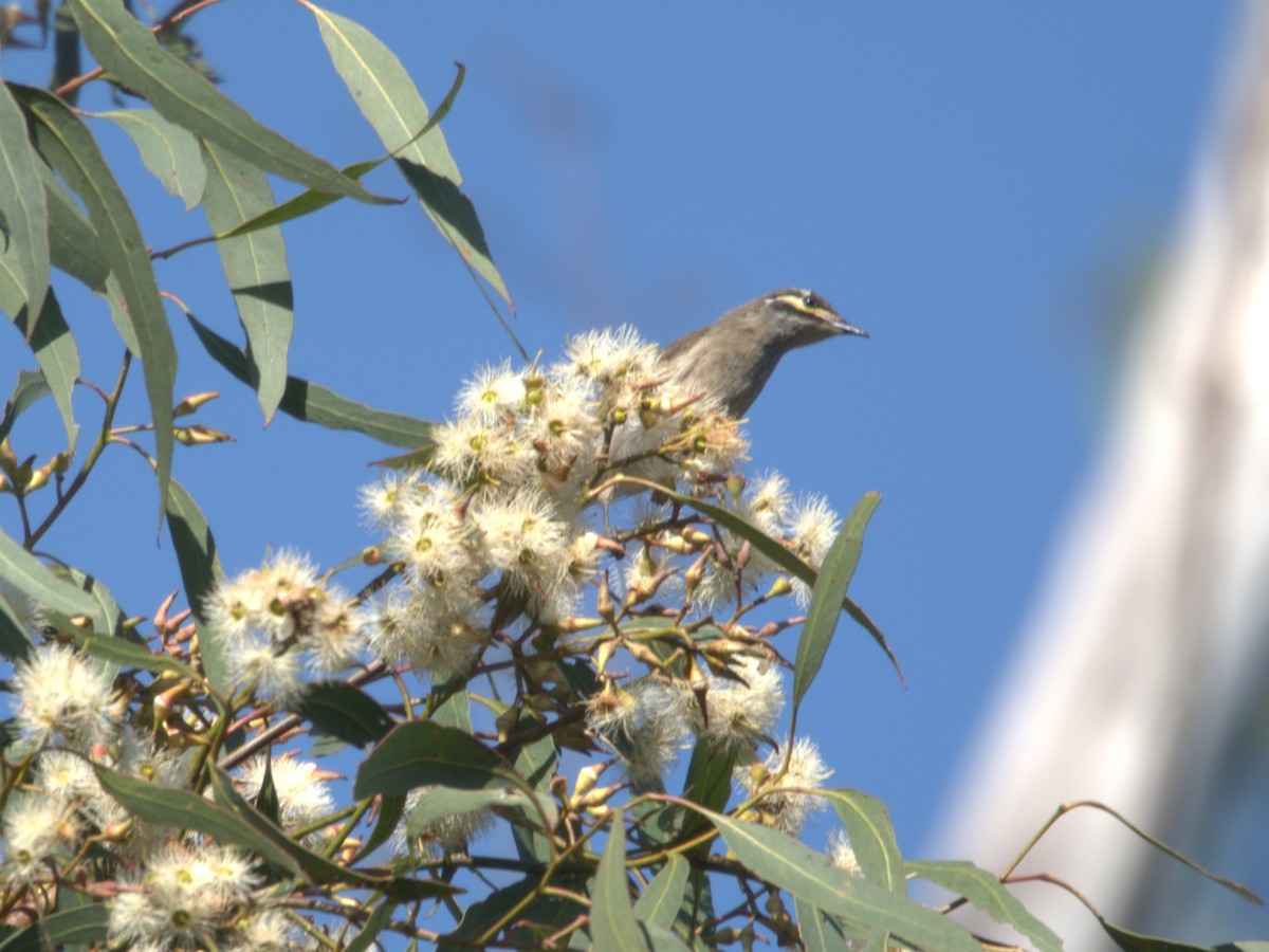 Yellow-faced Honeyeater - ML610891013