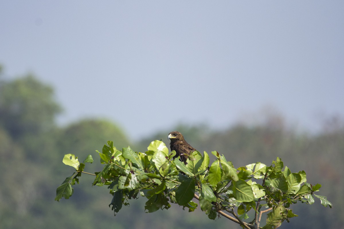 Greater Spotted Eagle - ML610891016