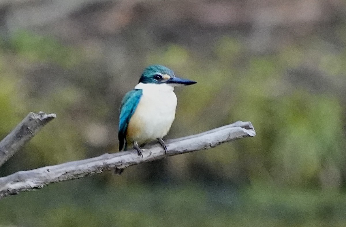 Sacred Kingfisher - ML610891026