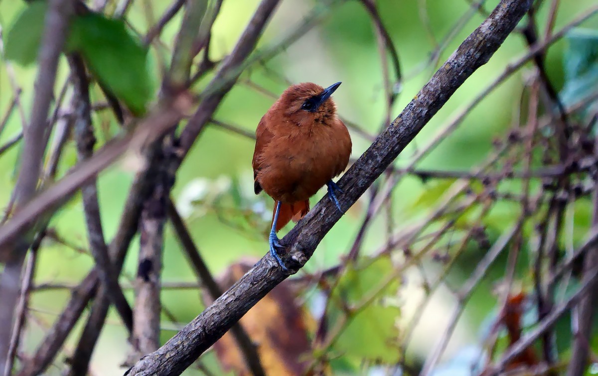 Rufous Spinetail (munoztebari) - ML610891029