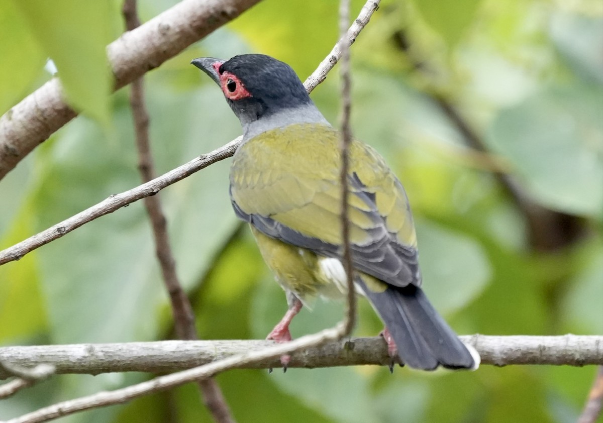 Australasian Figbird - ML610891041