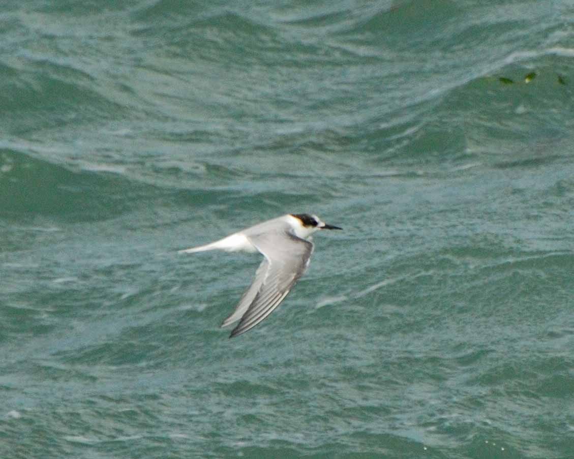 Arctic Tern - Robyn Pickering