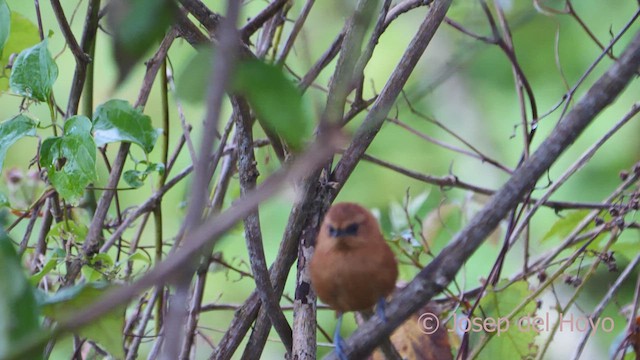 Rufous Spinetail (munoztebari) - ML610891097