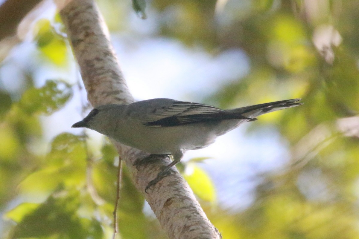 Échenilleur pâle - ML610891105