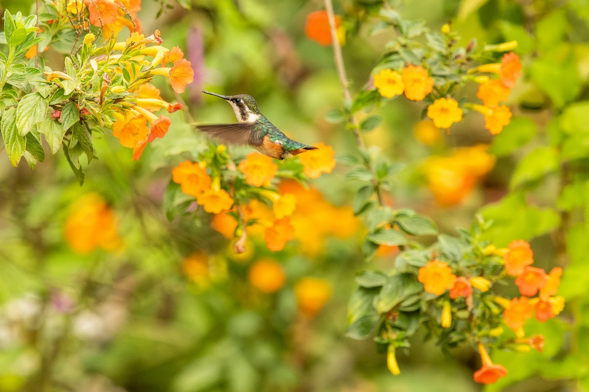 Colibri de Santa Marta - ML610891115