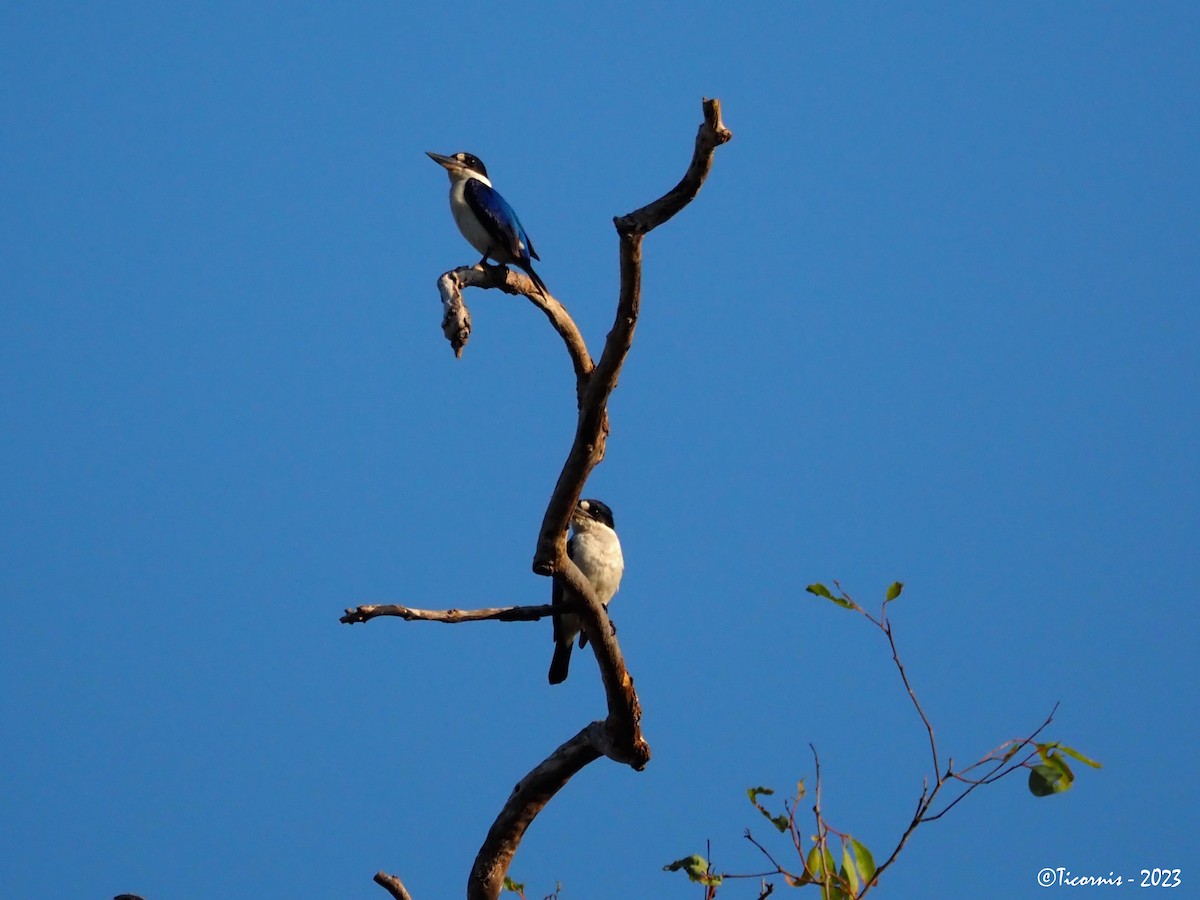 Forest Kingfisher - ML610891125